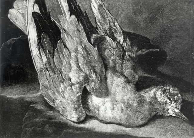 Anonimo — Resani Arcangelo - sec. XVIII - Natura morta con piccione — insieme